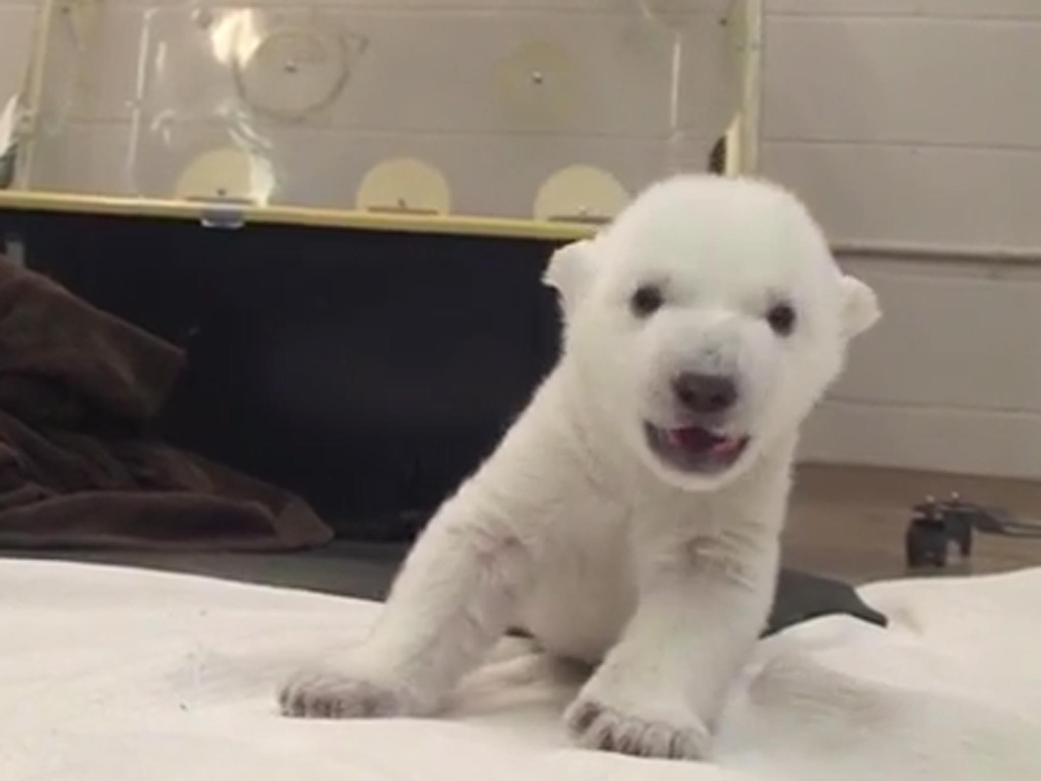 The polar bear cub at Toronto Zoo can seen taking its first steps