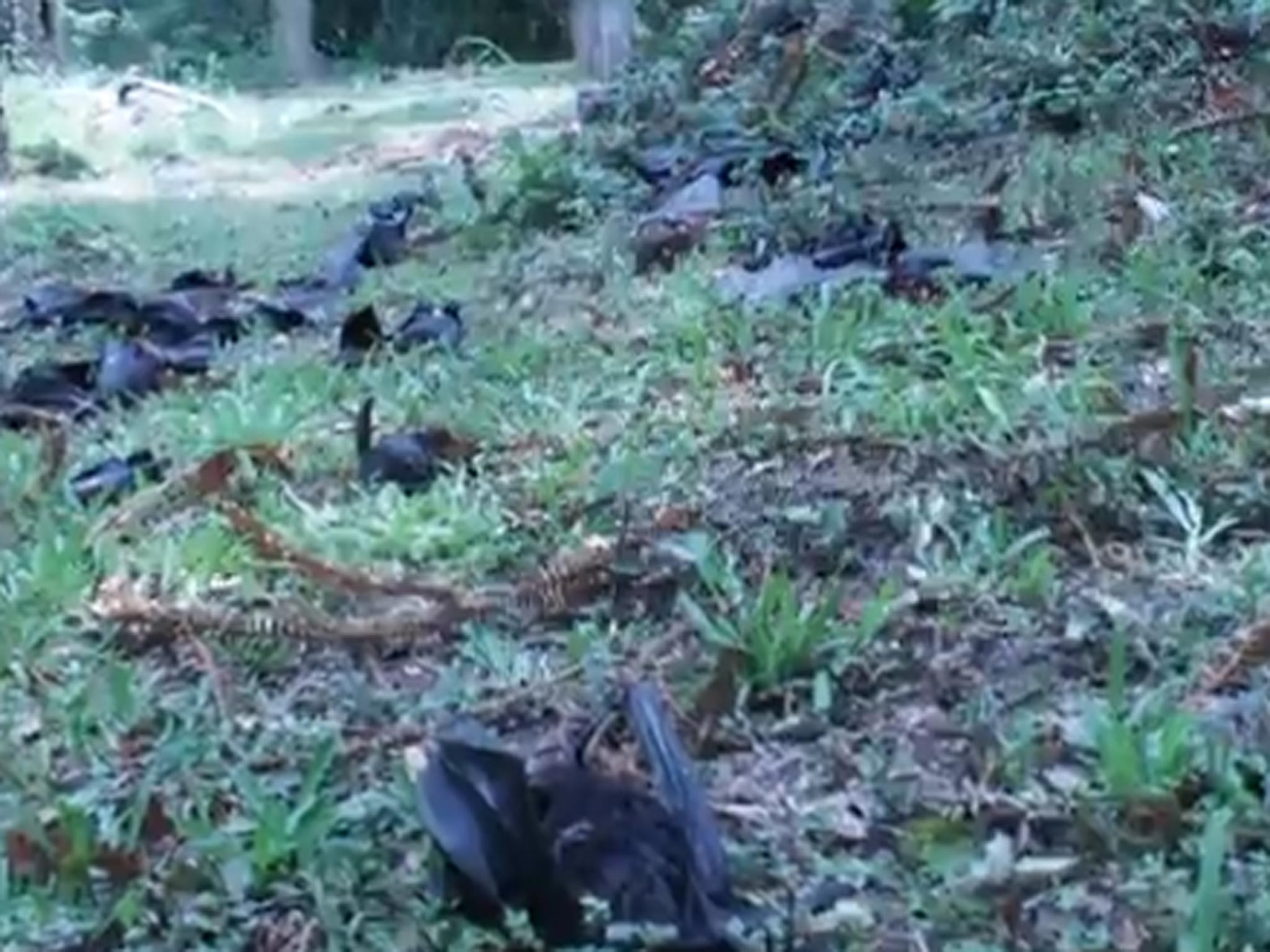 Dead bats fall from the trees in Dayboro, Australia following a heatwave
