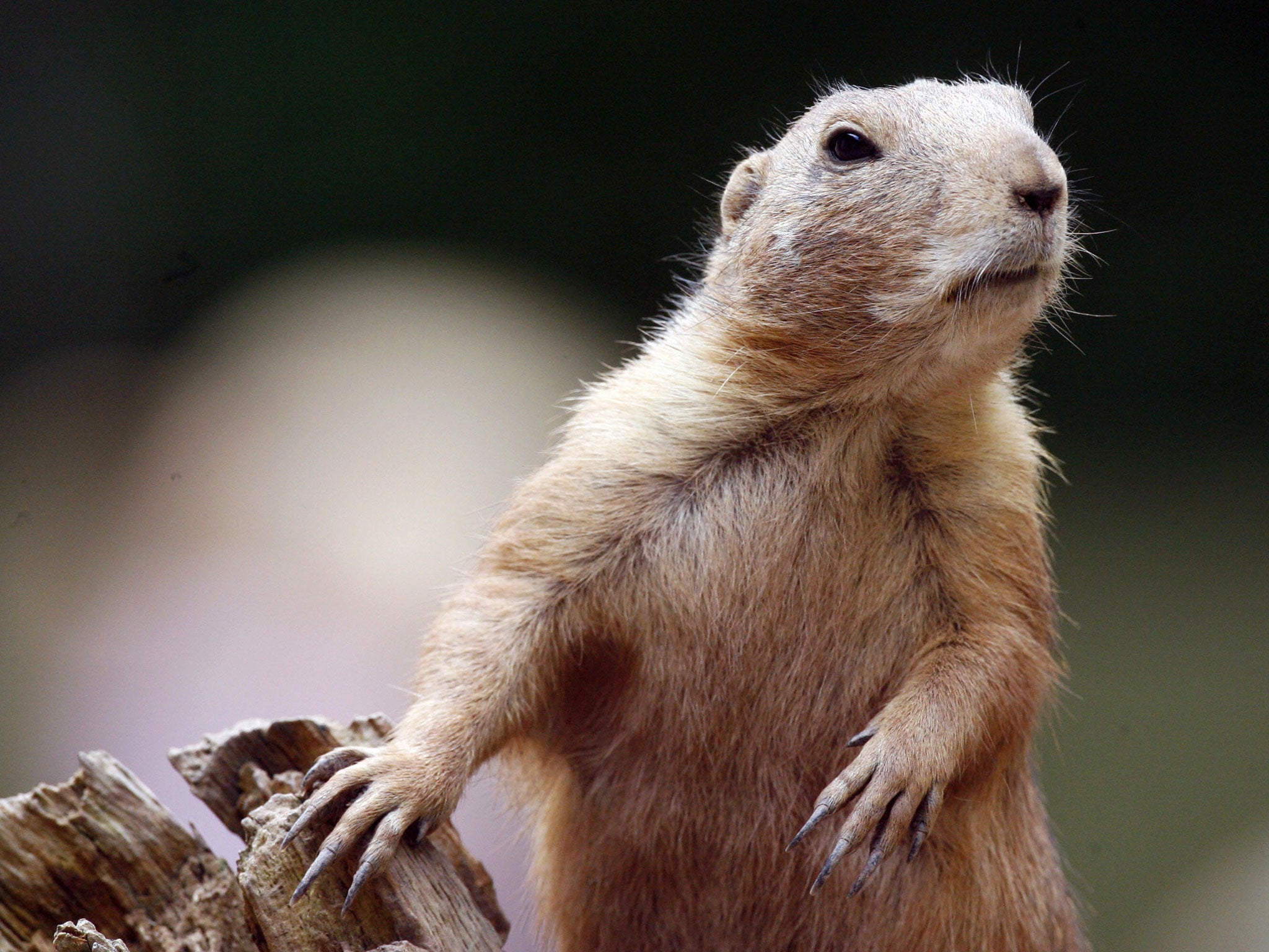 Prairie dogs and their 'contagious' Mexican wave explained | The  Independent | The Independent