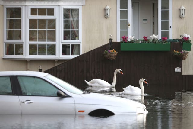 Swans explore the Abbey Fields caravan park after the River Thames flooded in Chersey