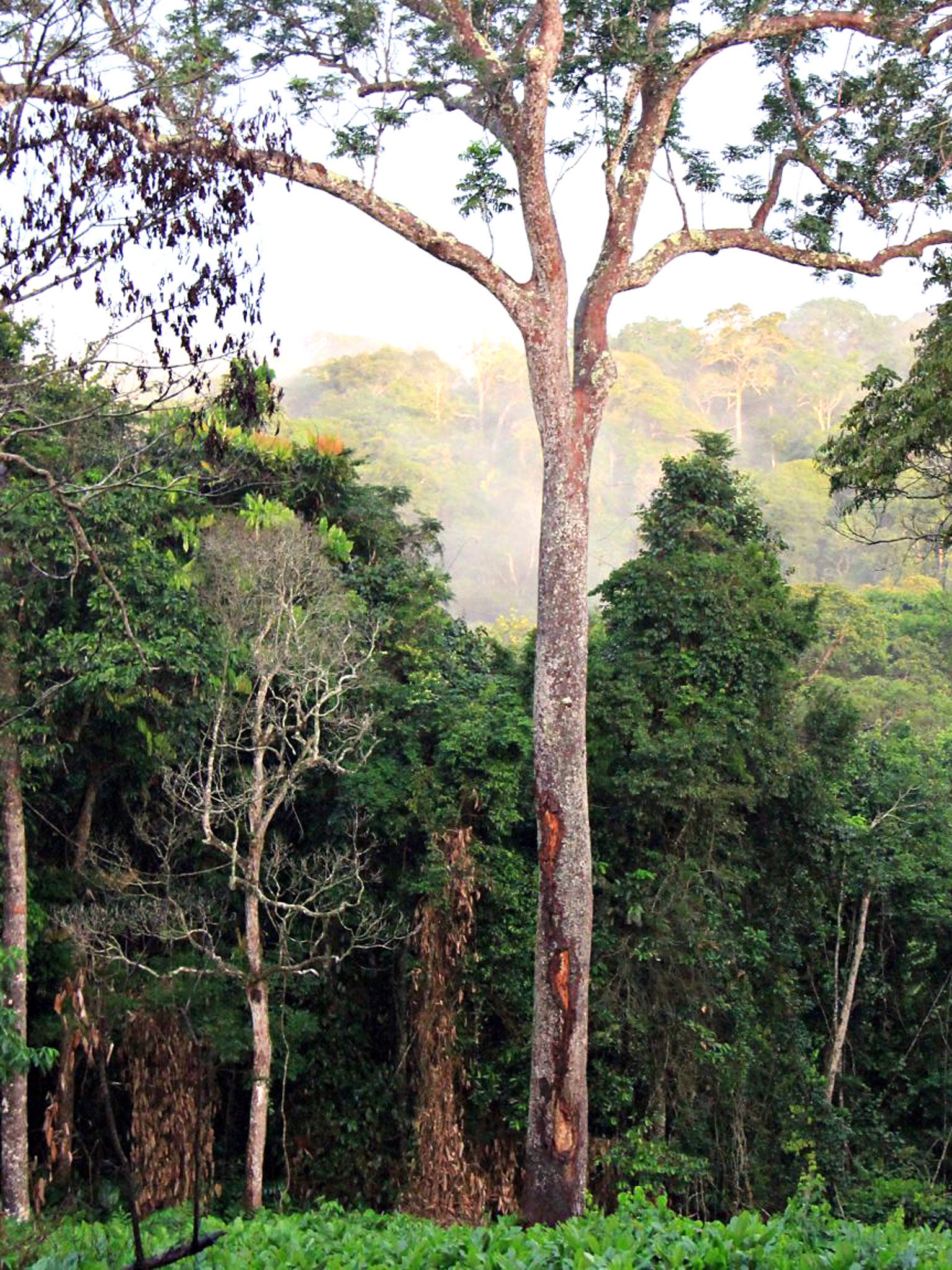 Monkeying around: rainforest in the Congo