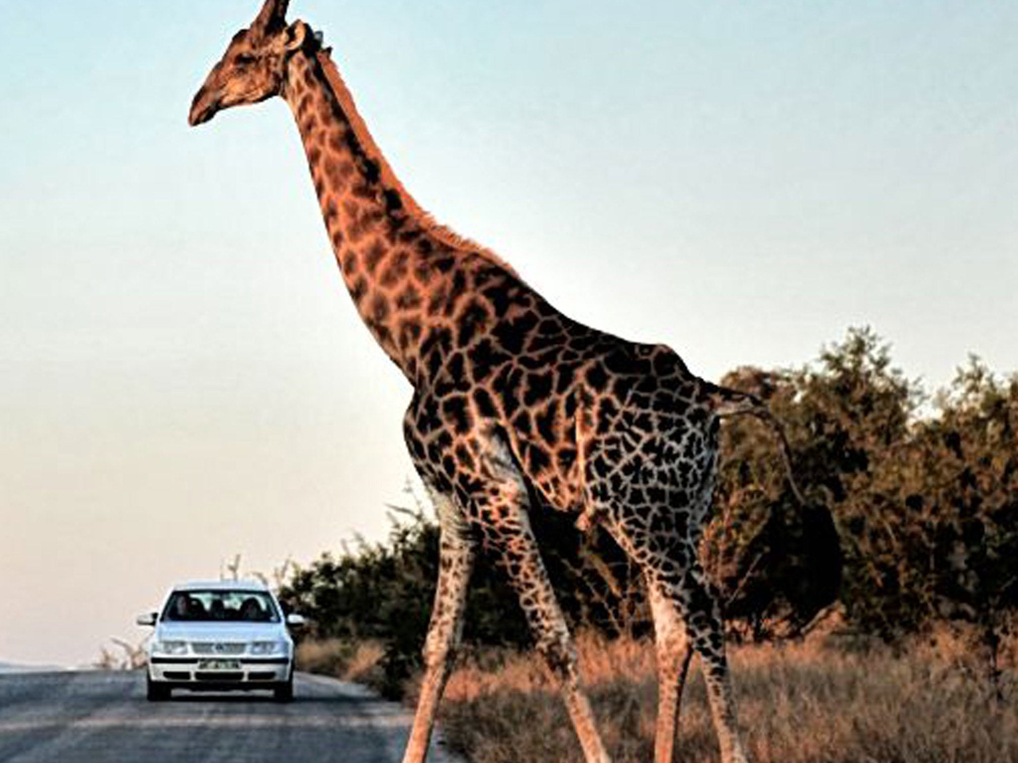 Beauty spot: a giraffe in Kruger