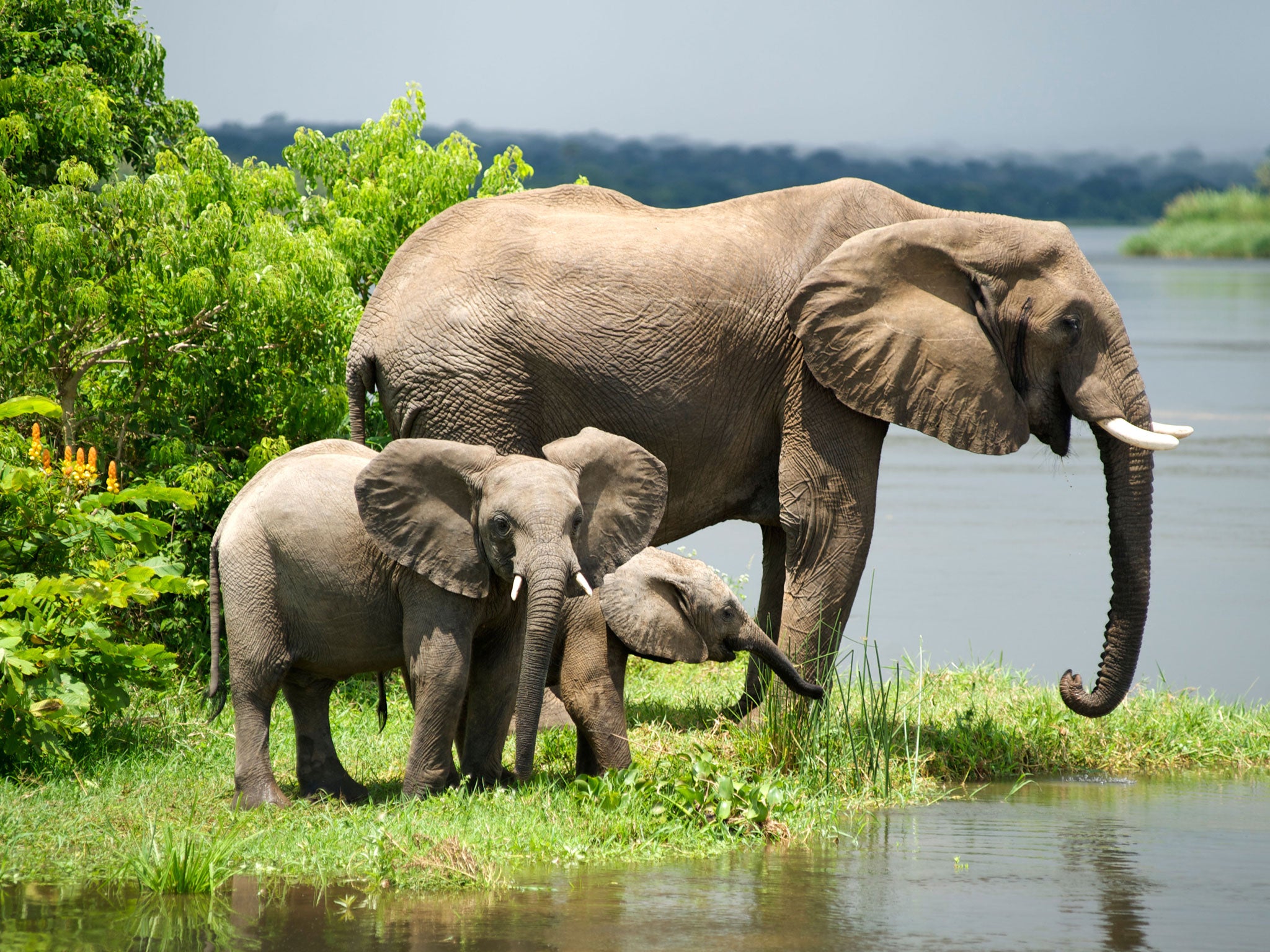 Elephants in Murchison Falls National Park, Uganda, remain at risk even there