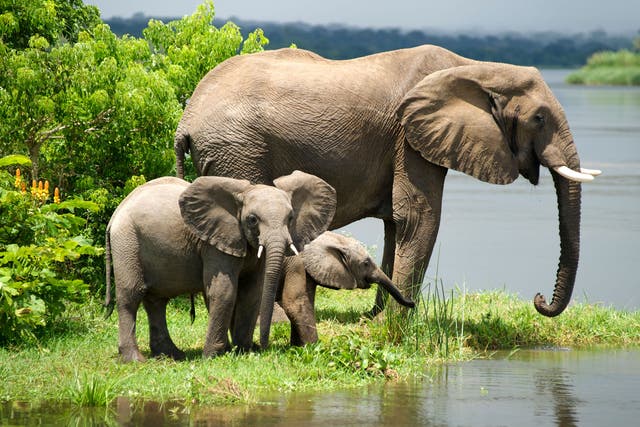 Elephants in Murchison Falls National Park, Uganda, remain at risk even there