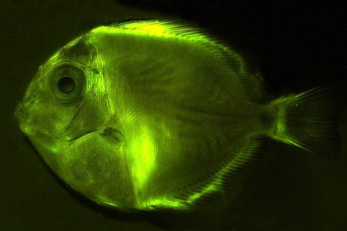A coral reef alive with colour: Researchers reveal 180 species of ...