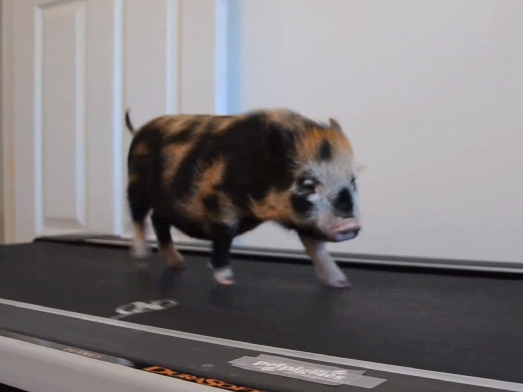 'Hey look at me! I'm a micro pig on a running machine!'
