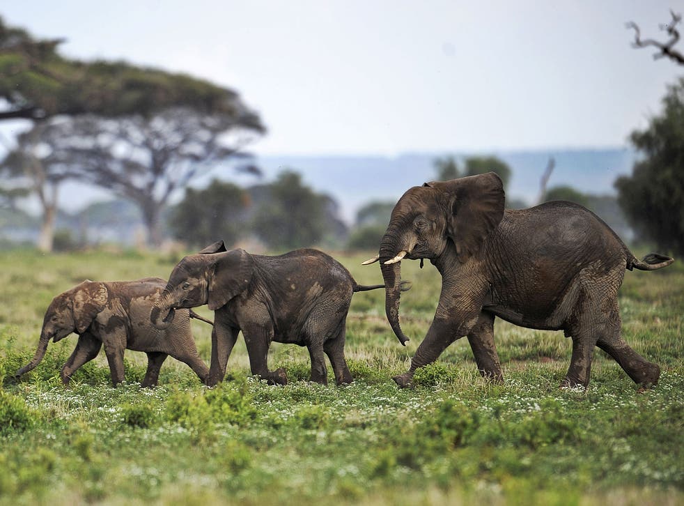 Young elephants playing in the Amboseli game reserve
