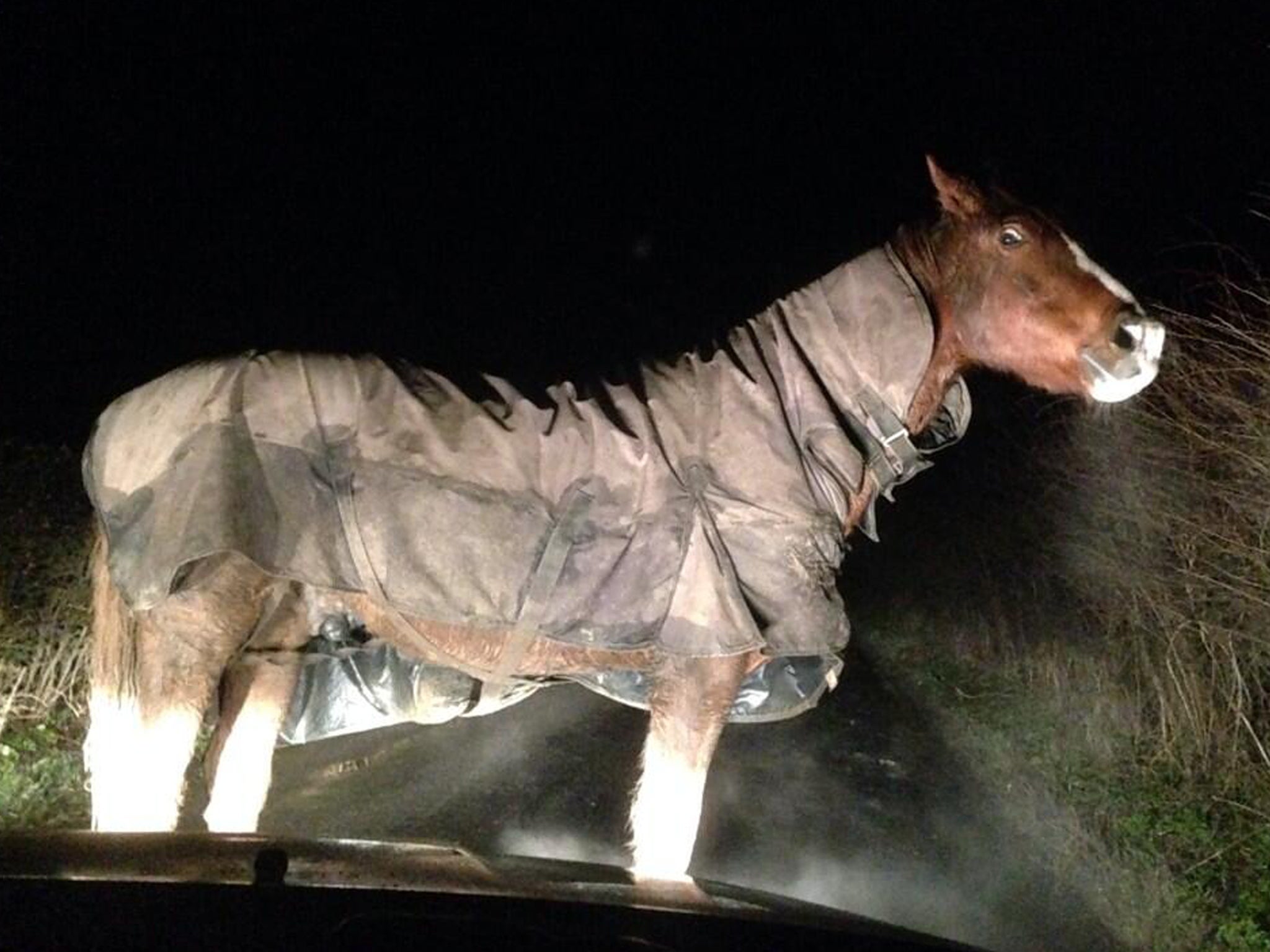 FreeNelly: Police are trying to track down the owner of a horse discovered early Friday morning