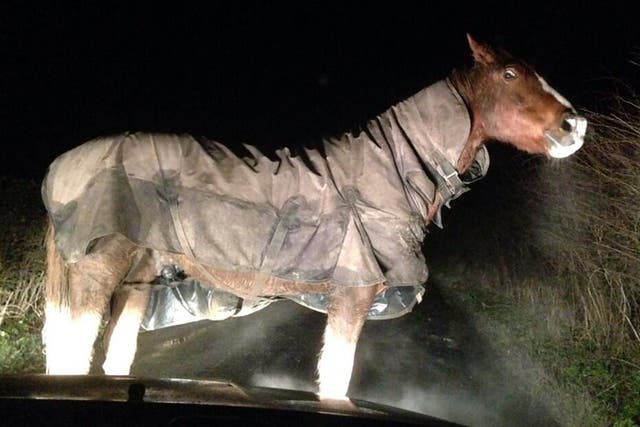 FreeNelly: Police are trying to track down the owner of a horse discovered early Friday morning