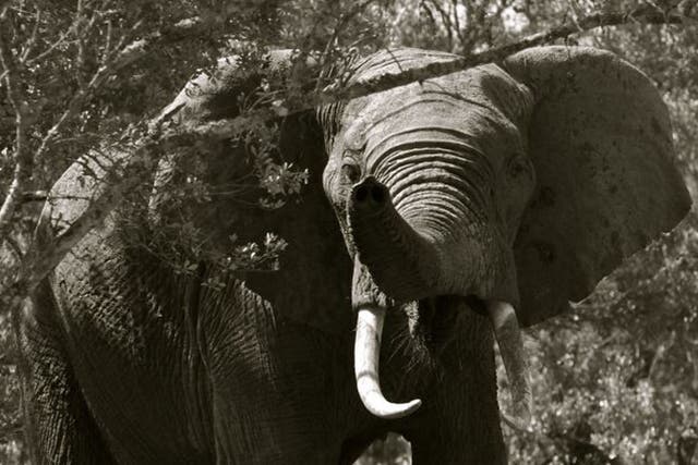 Call of the wild: An international conference in London next month will address elephant poaching