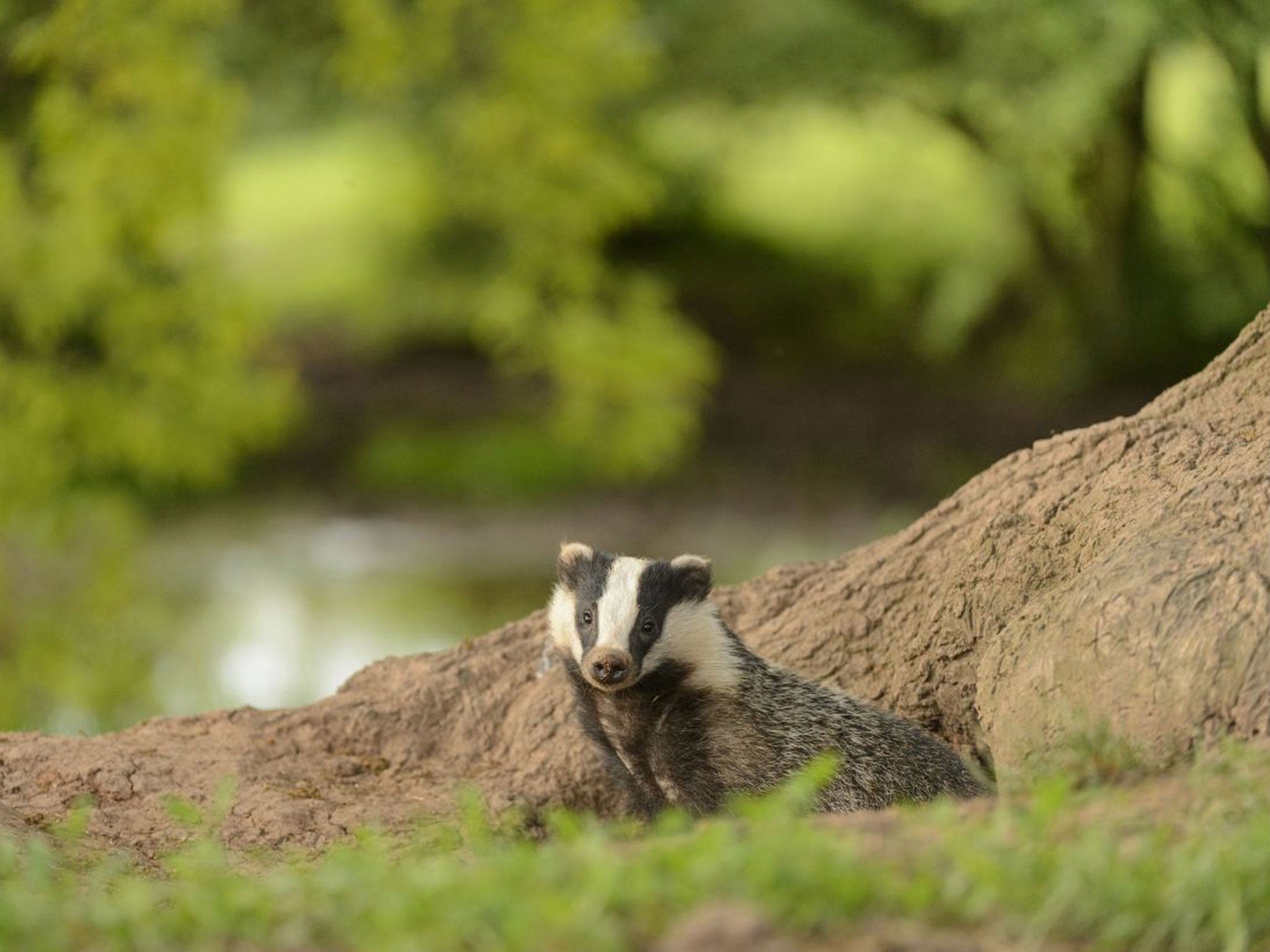 Moving target: Badgers blamed for the spread of bovine TB have been shot