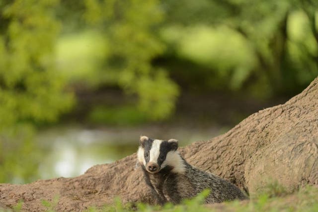 Moving target: Badgers blamed for the spread  of bovine TB have been shot
