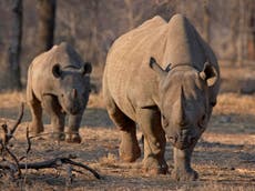 Twice as many black rhinos in South Africa may now be trophy-hunted