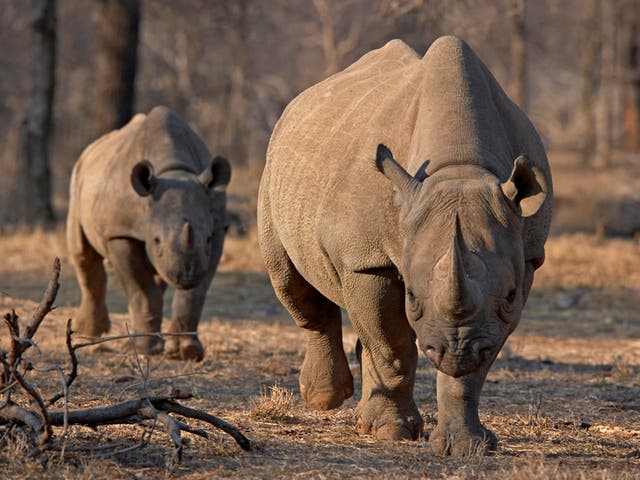 An endangered African black rhino and her calf; South Africa will permit nine of the species to be shot each year