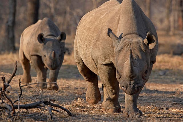 An endangered African black rhino and her calf; South Africa will permit nine of the species to be shot each year