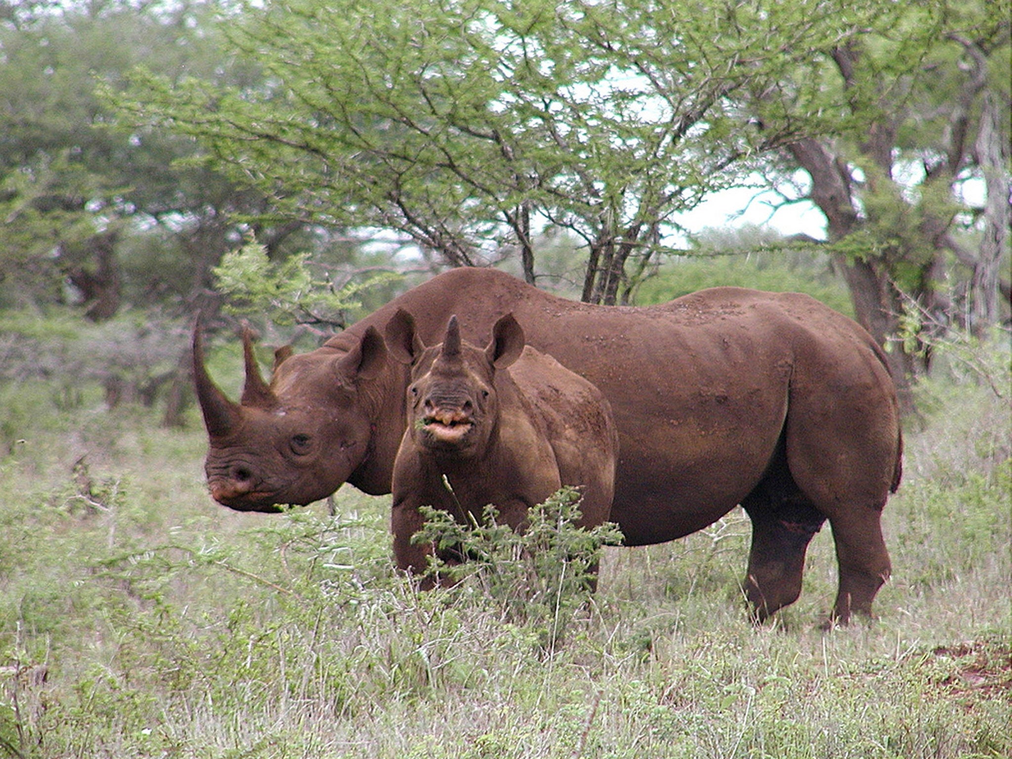 Organisers of the auction say only ageing, male black rhinos will be targeted