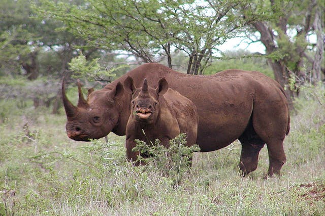 Organisers of the auction say only ageing, male black rhinos will be targeted
