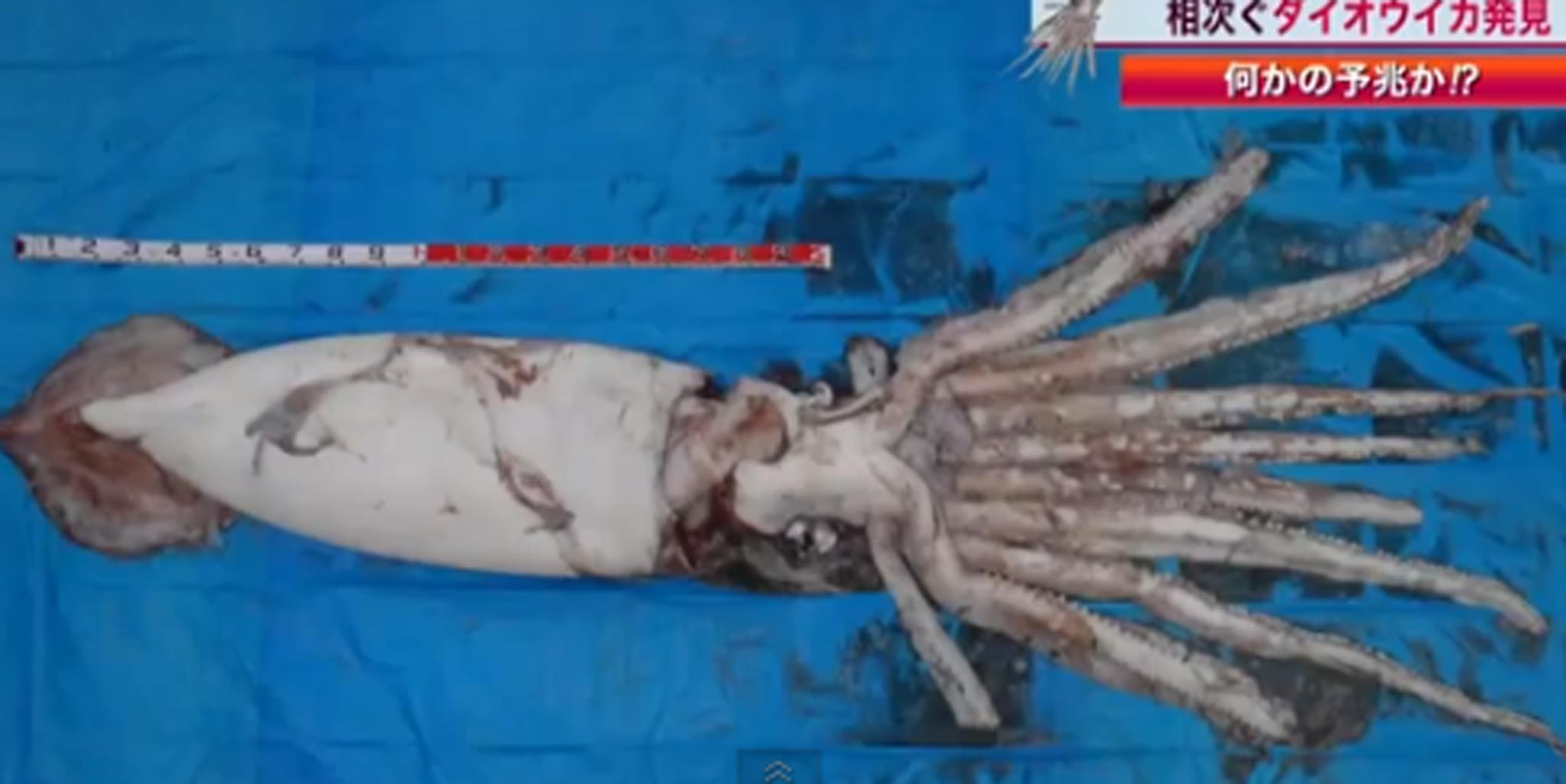 The giant squid which was caught off the coast of Japan last week