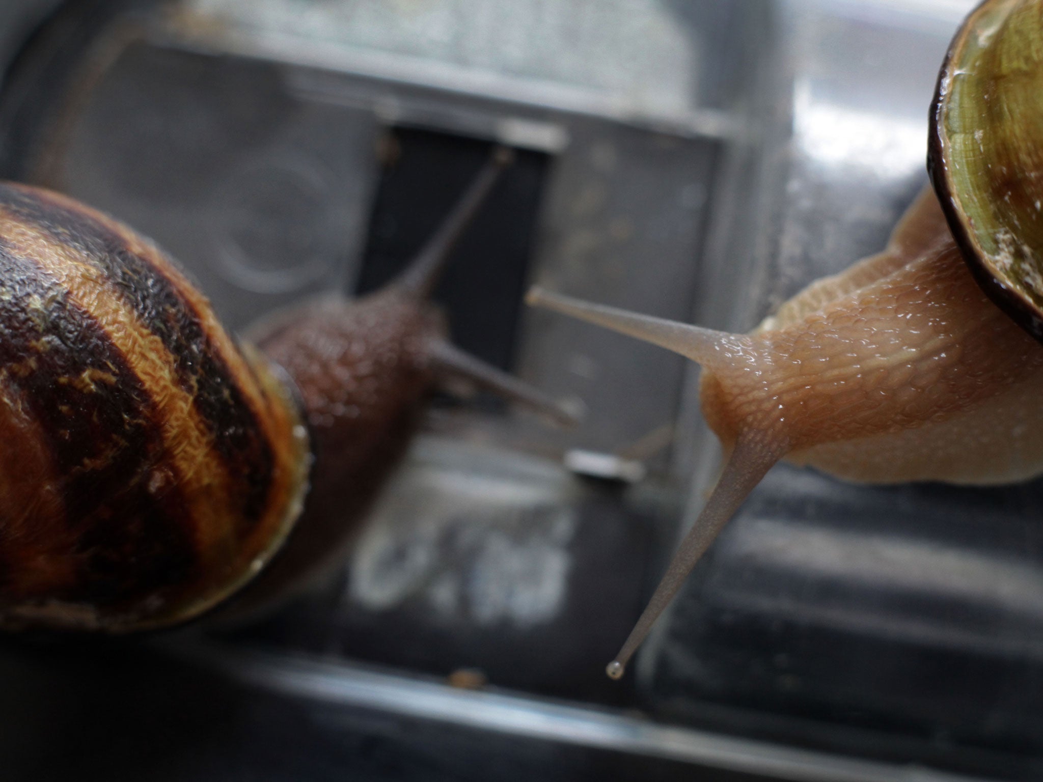 Large breeding snails of the 'gros gris' variety in Helen Howard's production unit