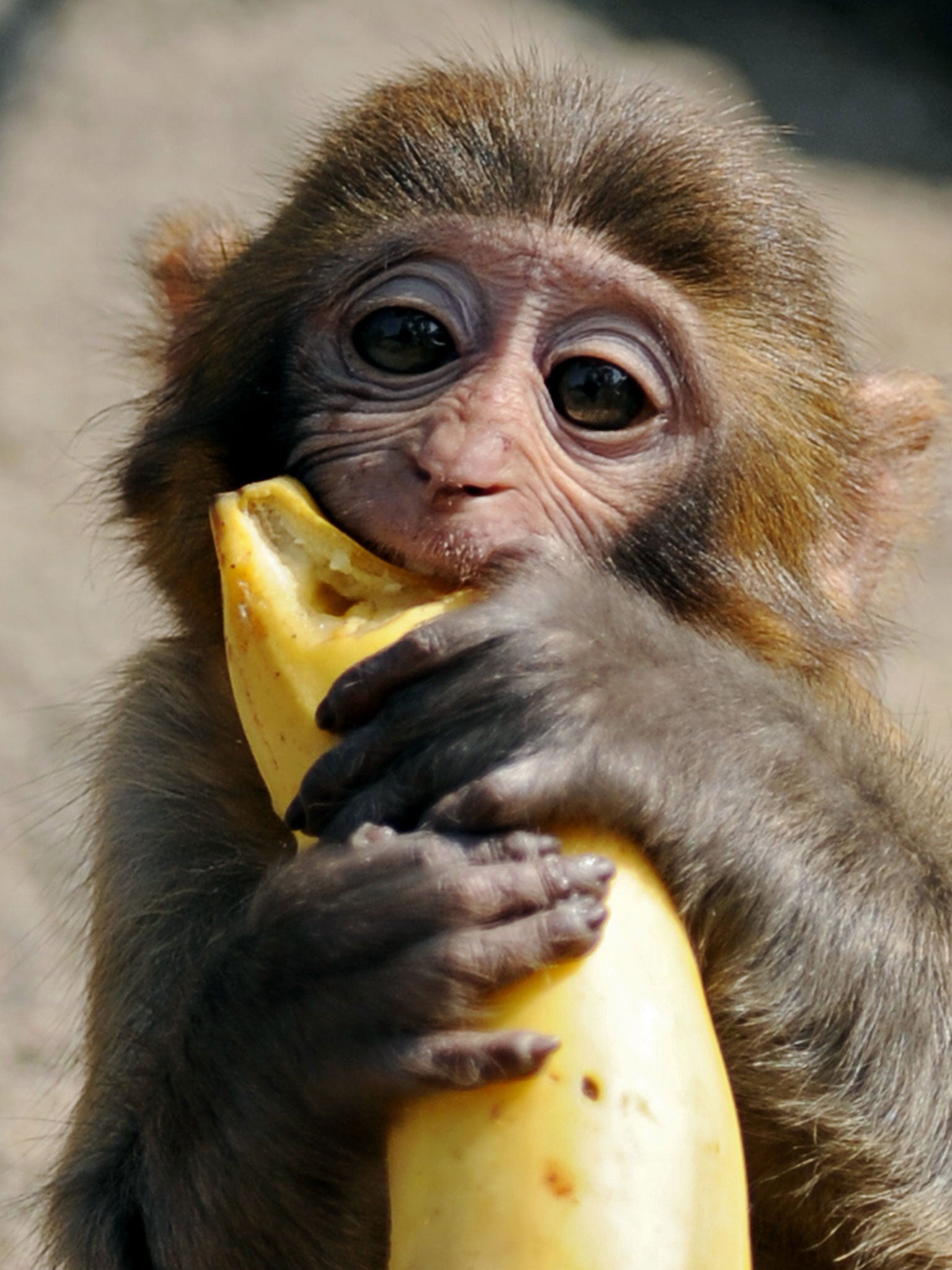 A Macaque eating a banana. Zookeepers at Paignton Zoo in Devon have banned monkeys from eating their stereotypically favourite food because it is too high in sugar