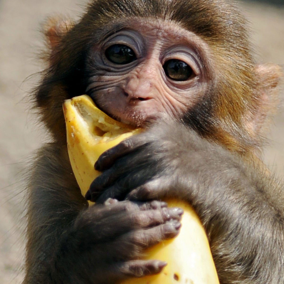 Monkeys banned from eating bananas at Devon zoo, The Independent