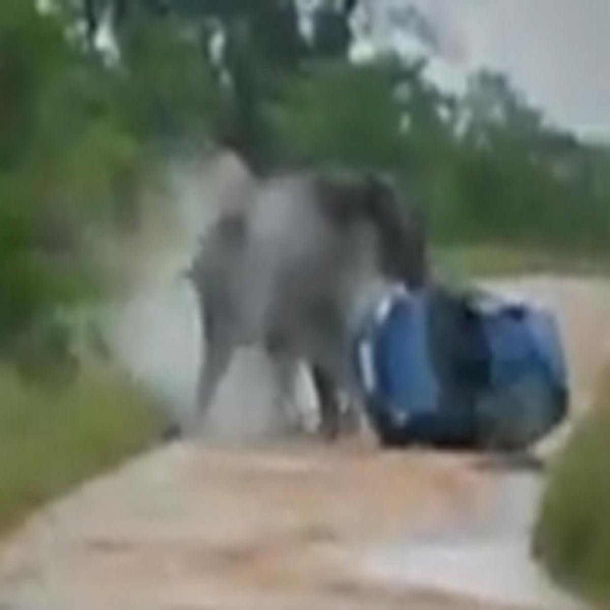 Rampaging bull elephant flips over British tourist car in Kruger Park | The  Independent | The Independent