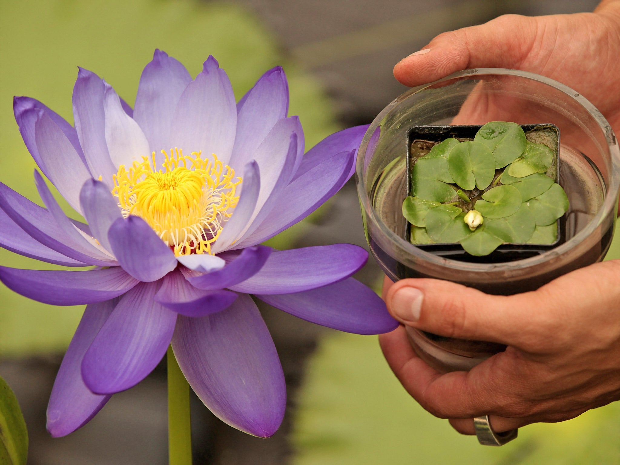 Growing profits: The tiny Nymphaea thermarum lily, which is extinct in the wild, was stolen from Kew Gardens last week and could be worth thousands of pounds on the black market