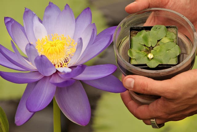Growing profits: The tiny Nymphaea thermarum lily, which is extinct in the wild, was stolen from Kew Gardens last week and could be worth thousands of pounds on the black market