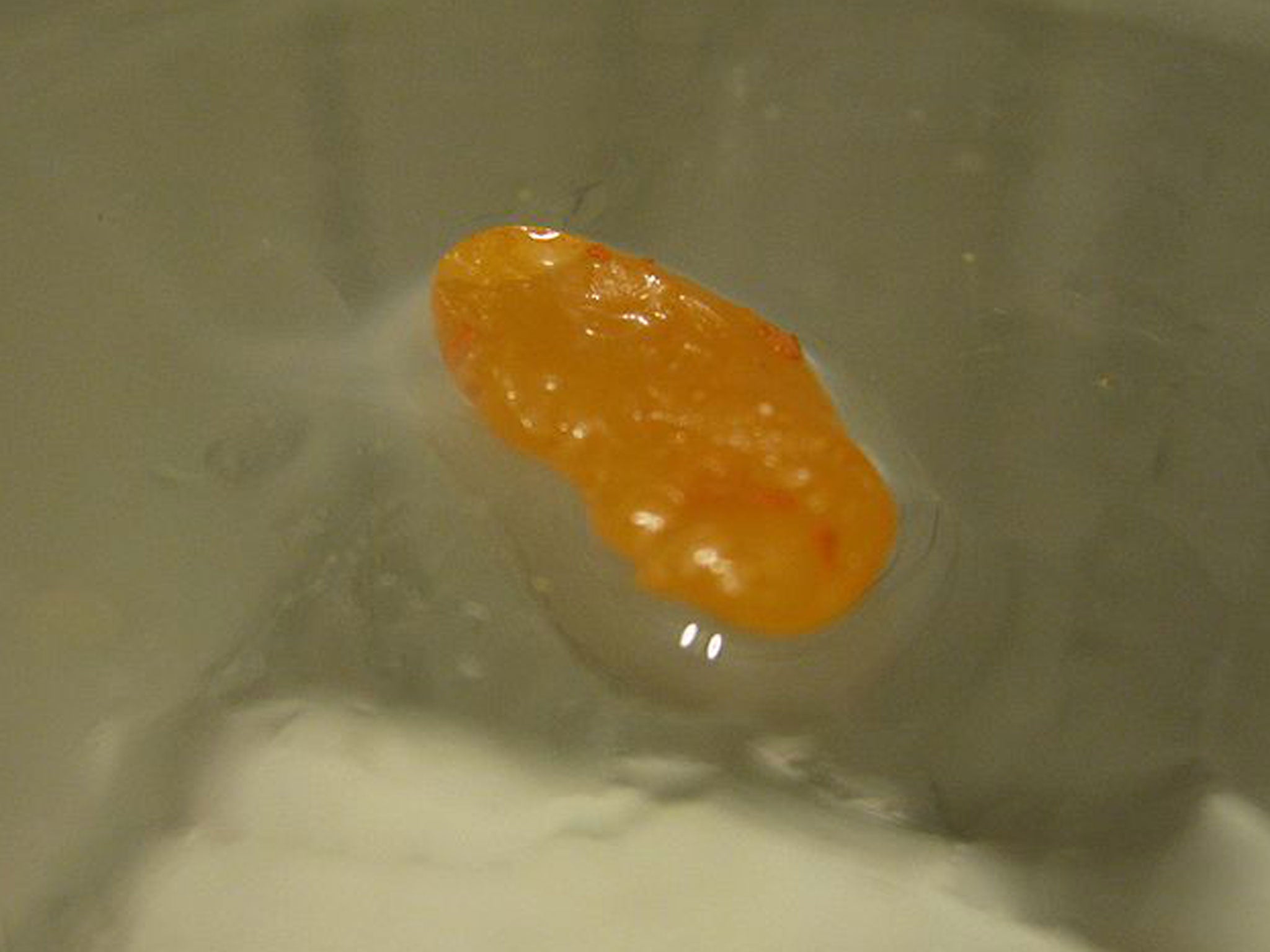 White phosphorus has a similar appearance to amber