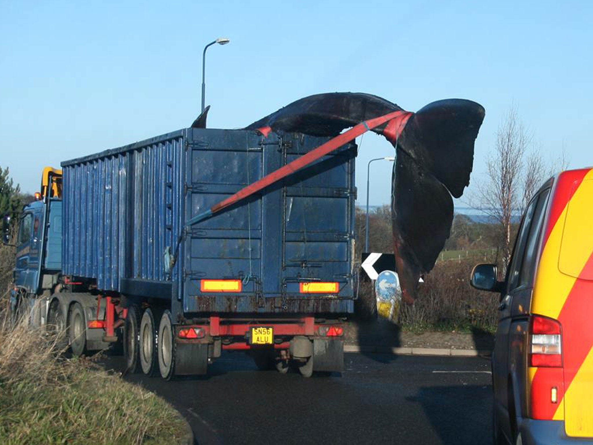 The whale as it is transported to landfill