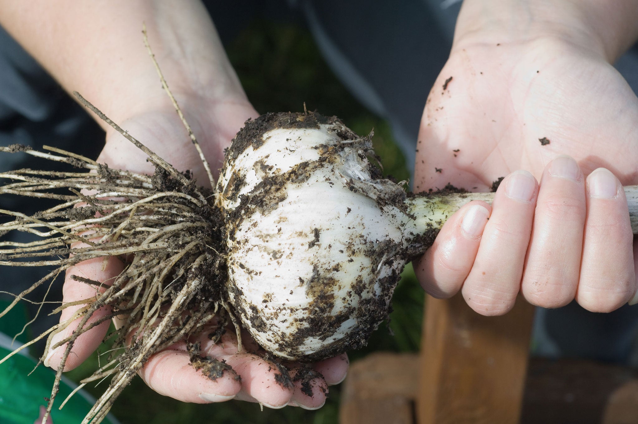 Elephant garlic produces huge cloves with a milder flavour than other kinds