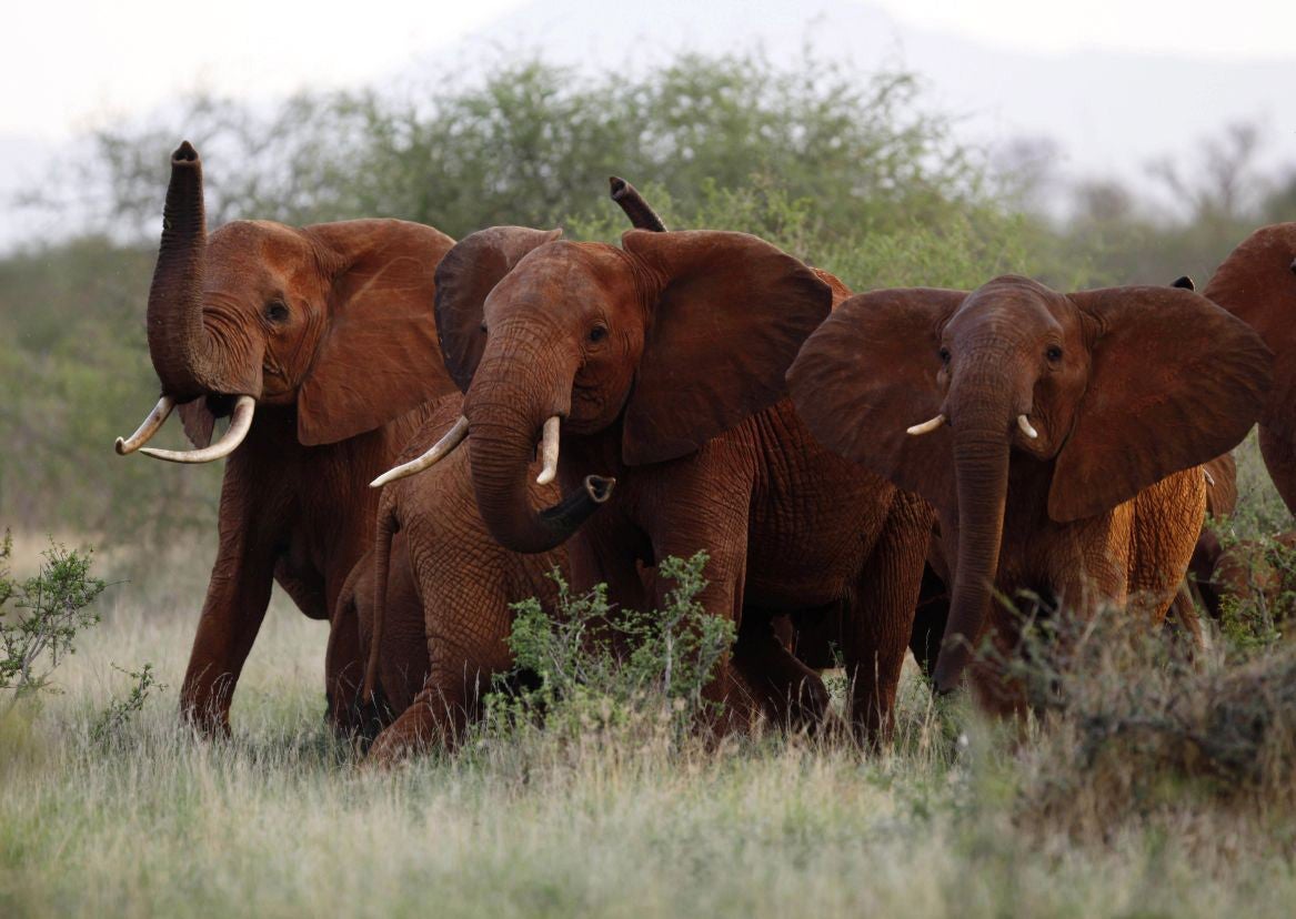 African elephants in the Tsavo East national park, Kenya