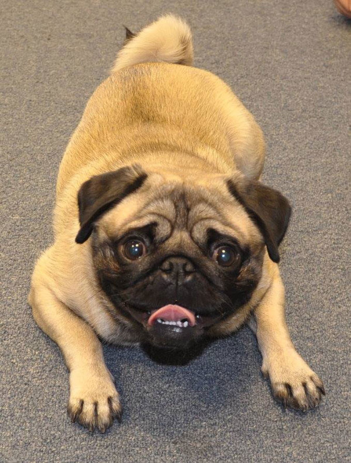 Pug life: Students beat exam stress with the help of a furry friend ...