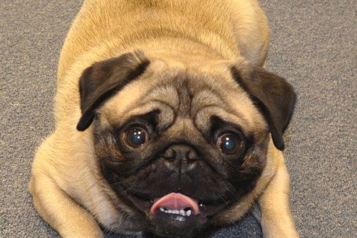 Pug life: Students beat exam stress with the help of a furry friend ...