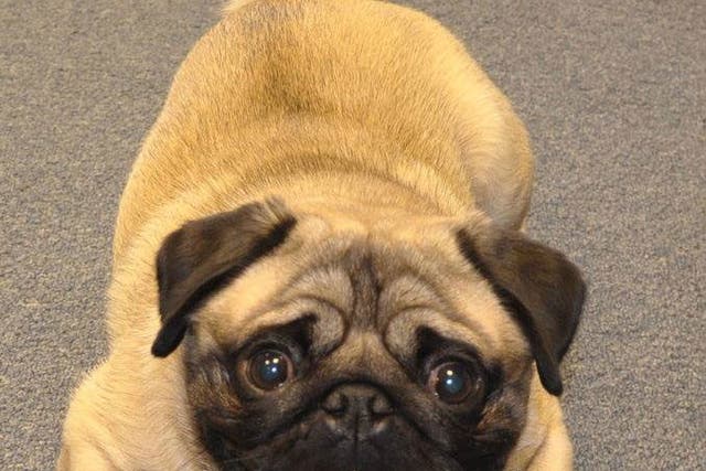 Paws for thought: Hank the pug has been taking students' minds off their work