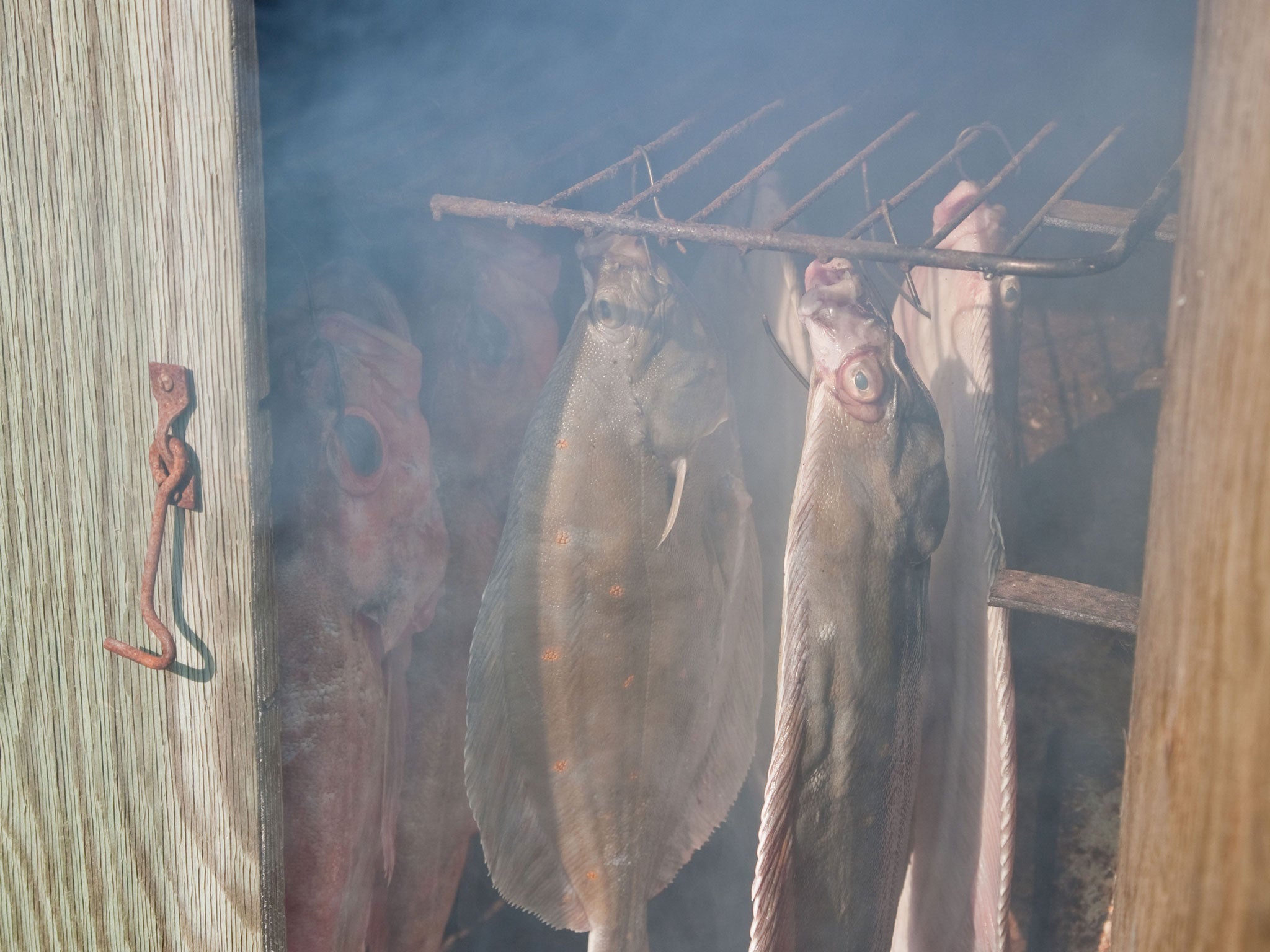 Smoking flatfish turbot and sea perch in a home-made fumigate (Alamy)