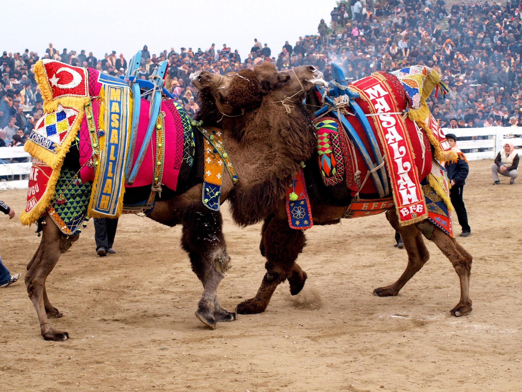 Do the participants of Turkey's annual Camel Wrestling Festival enjoy