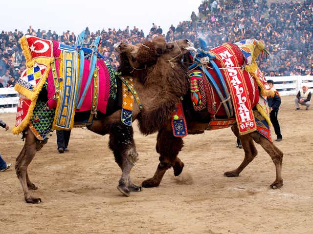 Getting the hump: camels do battle in front of tens of thousands of spectators 
