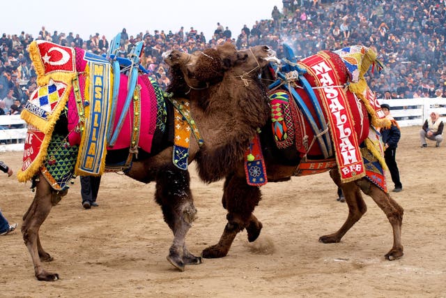 Getting the hump: camels do battle in front of tens of thousands of spectators 
