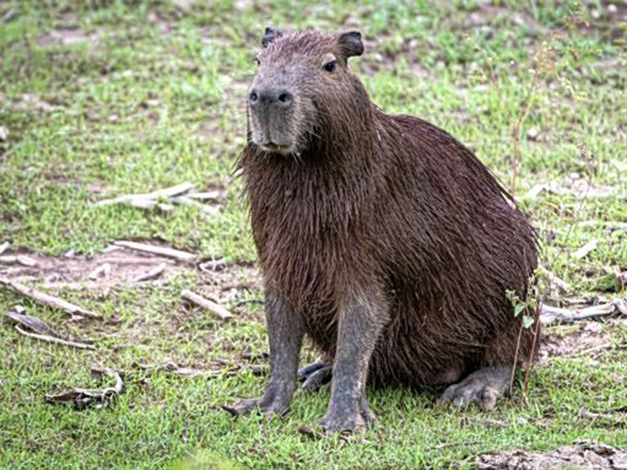 ProChessLeague on X: The Brazil Capybaras lead by a point after the first  round. #ProChess  / X