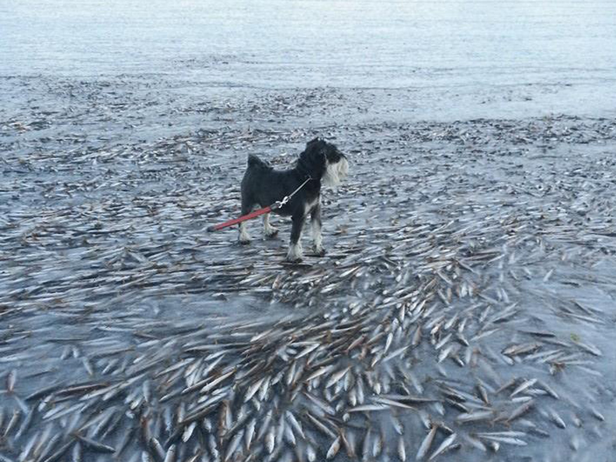 The huge shoal of herring were swimming too close to the surface when the water suddenly froze around them, completely stopping them in their tracks and creating the incredible sight. 