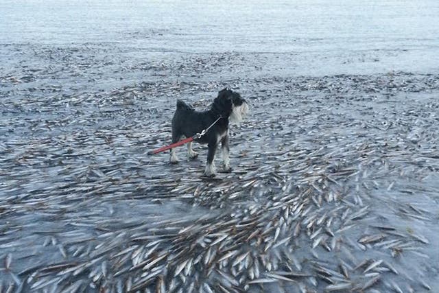 The huge shoal of herring were swimming too close to the surface when the water suddenly froze around them, completely stopping them in their tracks and creating the incredible sight. 