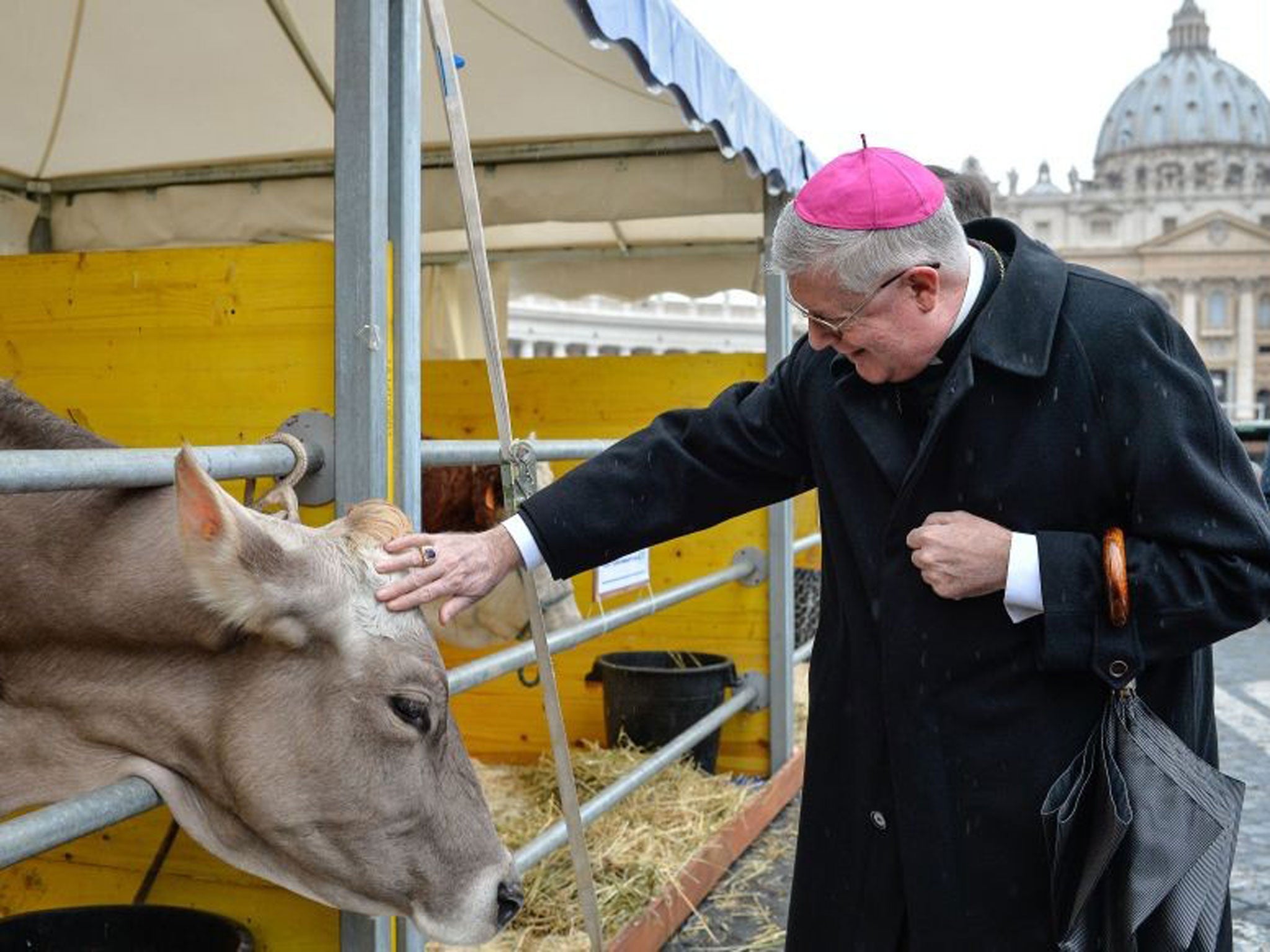 Italian bishop Guido Pozzo pets a cow in front of the Saint Peter Basilica at the Vatican, during the traditional feast day of Saint Anthony Abbot, the patron saint and protector of animals