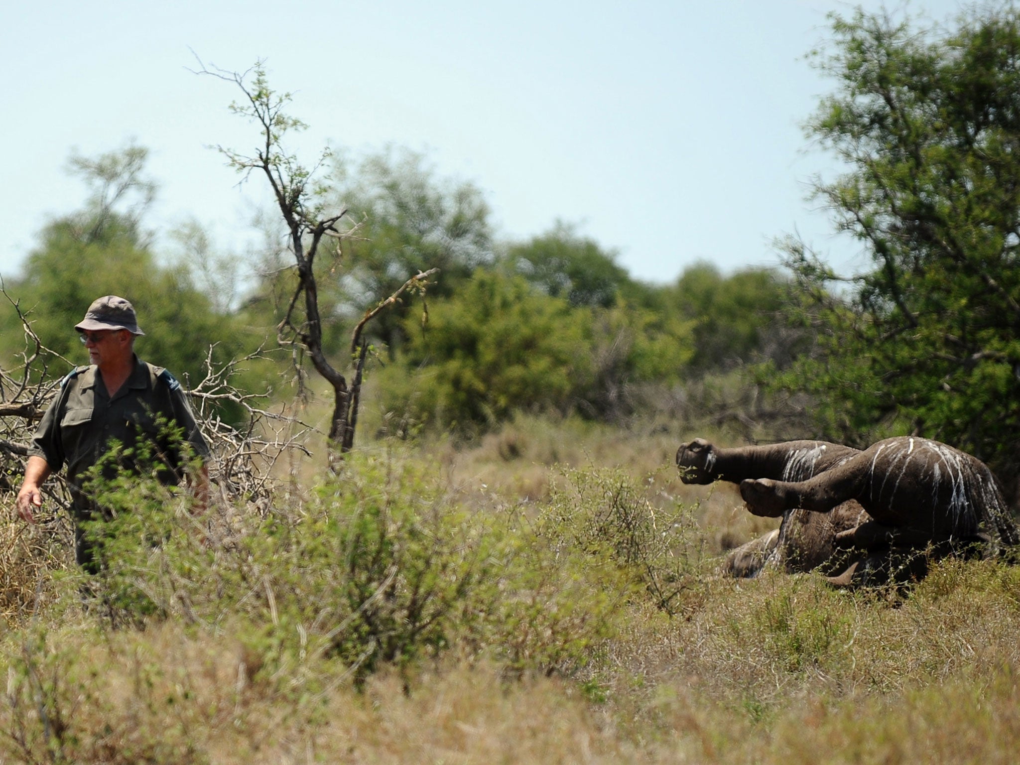 An environmental crime investigator walks past the carcass of a three-day-old rhinoceros killed by poachers. The number of rhinos killed in South Africa for their horns soared to more than 1,000 last year