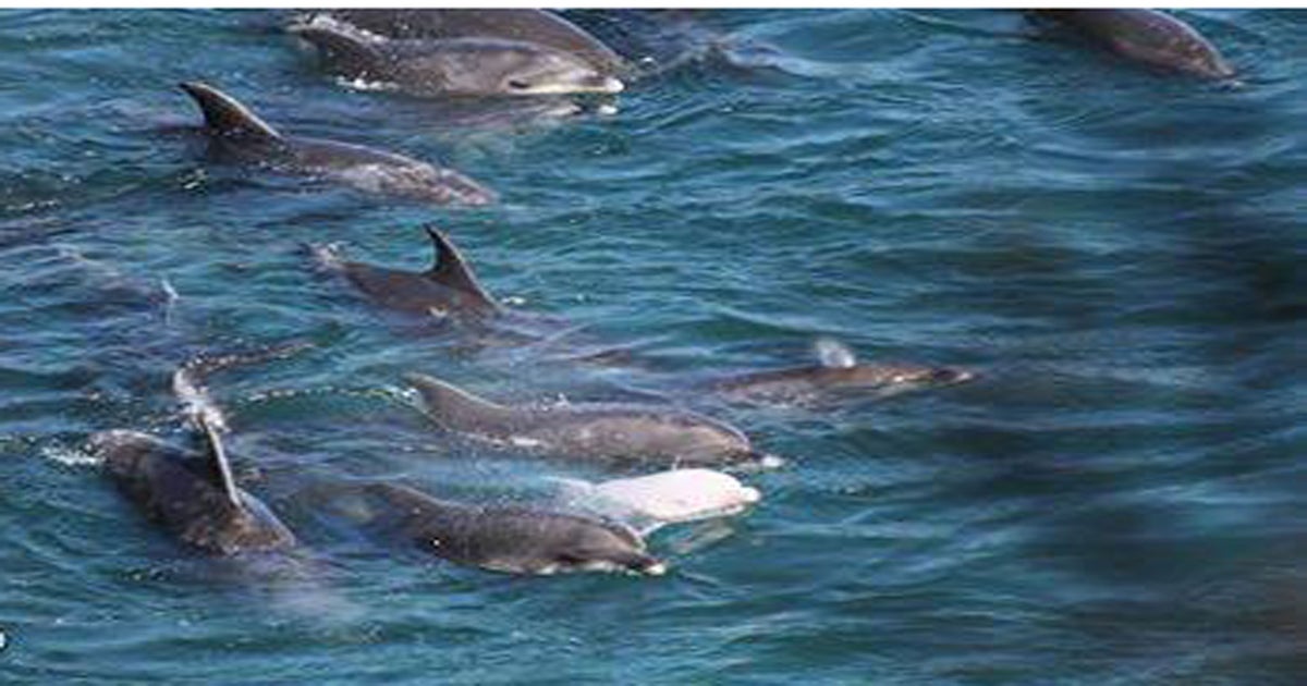 Taiji Cove: 250 bottlenose dolphins await slaughter or captivity