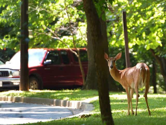 Wild Target: Washington DC’s Rock Creek Park has four times as many deer as it can cope with, say authorities