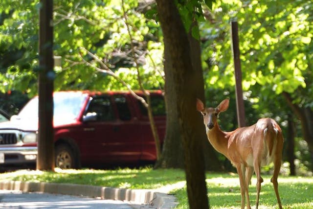 Wild Target: Washington DC’s Rock Creek Park has four times as many deer as it can cope with, say authorities