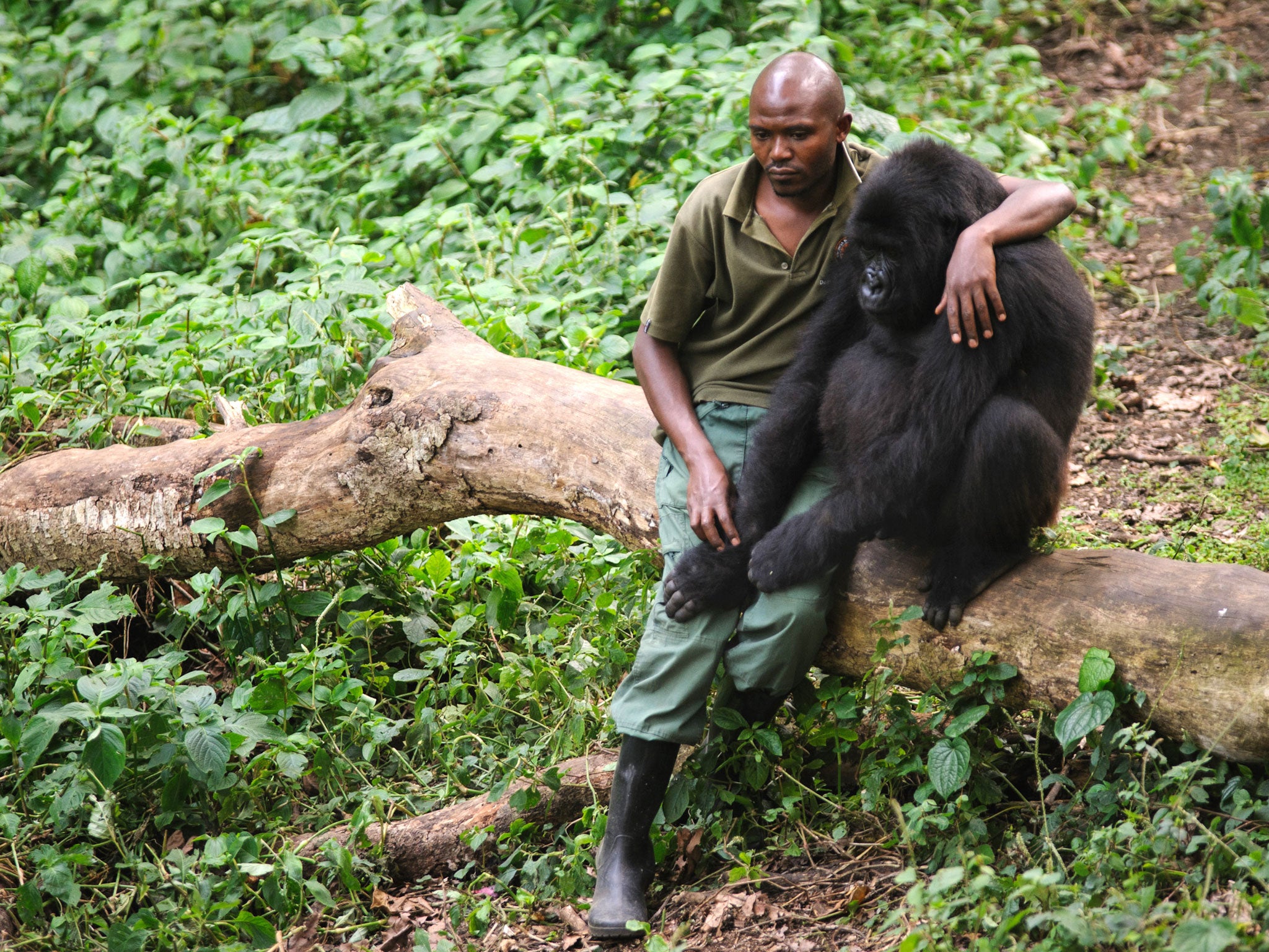 Wild? A National Park warden sits with an orphaned mountain gorilla