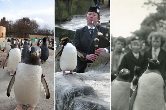 Hop to it: The penguin parade has been of the daily highlights at Edinburgh Zoo since the first one happened by accident in 1951