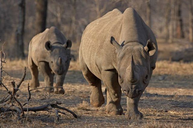 The bounty marks an escalation in the fight against wildlife crime